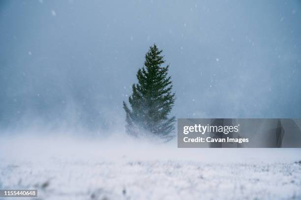 coniferous tree between field in snow and amazing blue sky - wind trees stock pictures, royalty-free photos & images