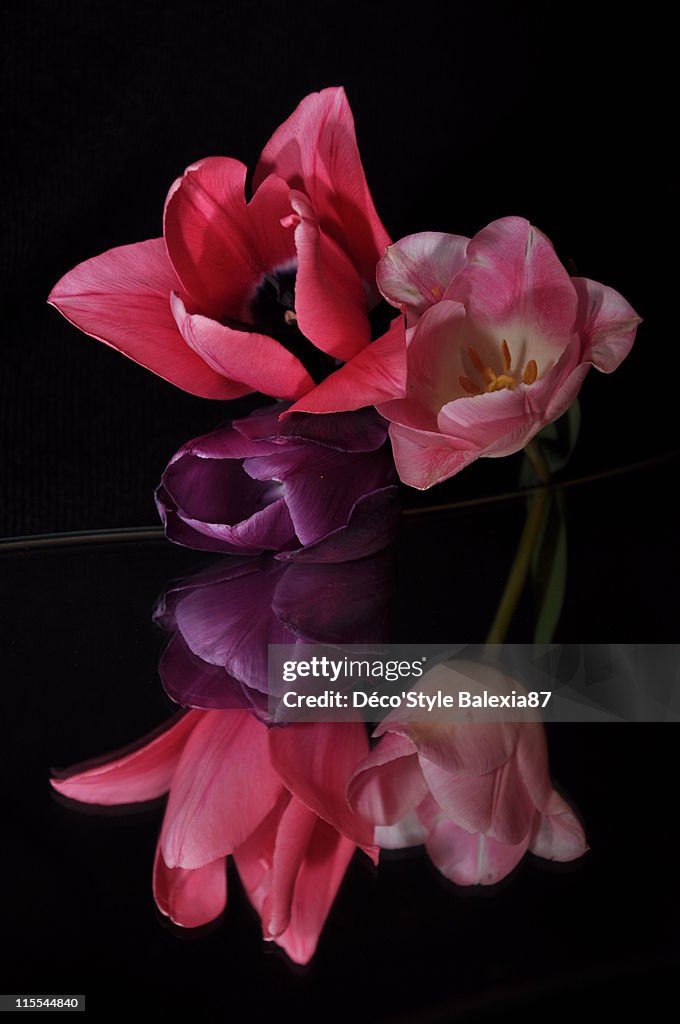 Reflection of tulips in mirror