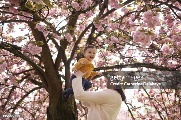 a 2 years old boy in the arms of his mum a flowered park - 2 3 years stock-fotos und bilder