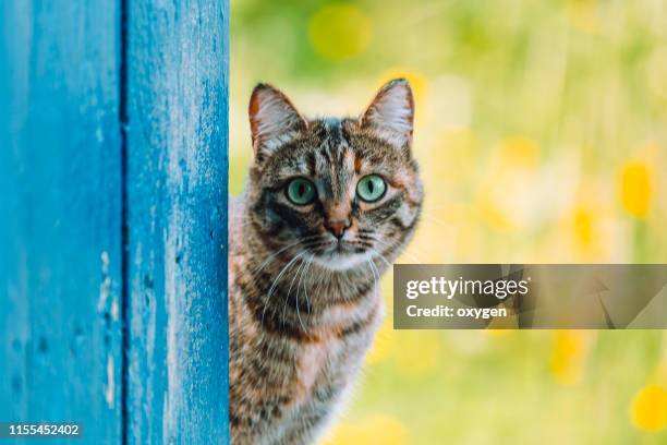 tabby cat looking outside through an open blue rustic door - cat outdoor ストックフォトと画像