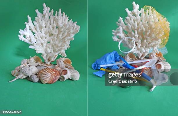 Segmented Shells Segmented Shell Photos and Premium High Res Pictures - Getty Images