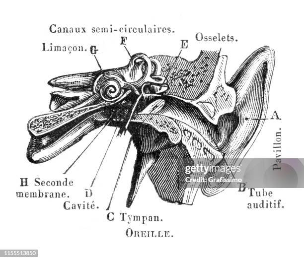 Side Profile Inner Ear Cross Section Of Human Inner Ear Illustration High-Res Vector Graphic ...