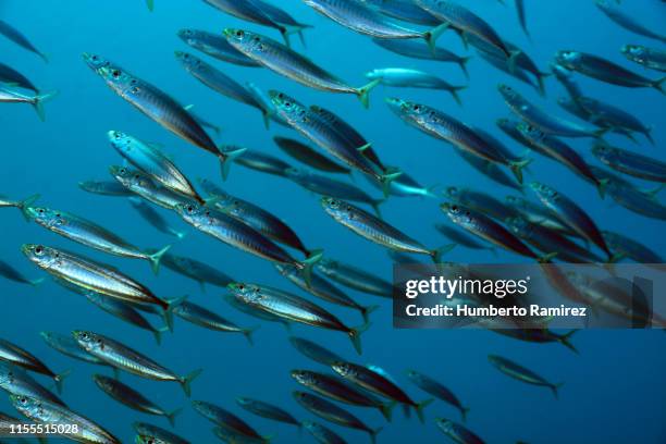 round scad school. - mackerel - fotografias e filmes do acervo