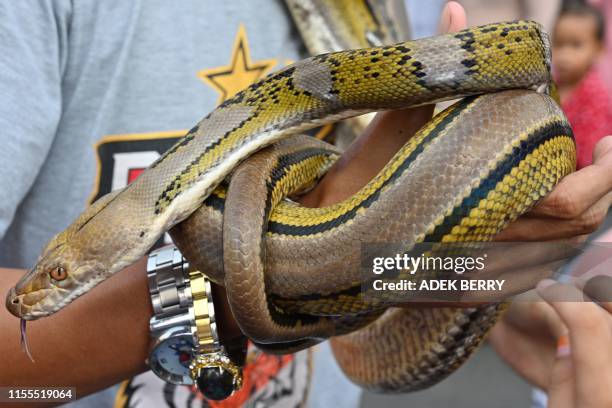 Large Indonesian Python 406 Python Indonesia Stock Photos, High-Res Pictures, and Images ...