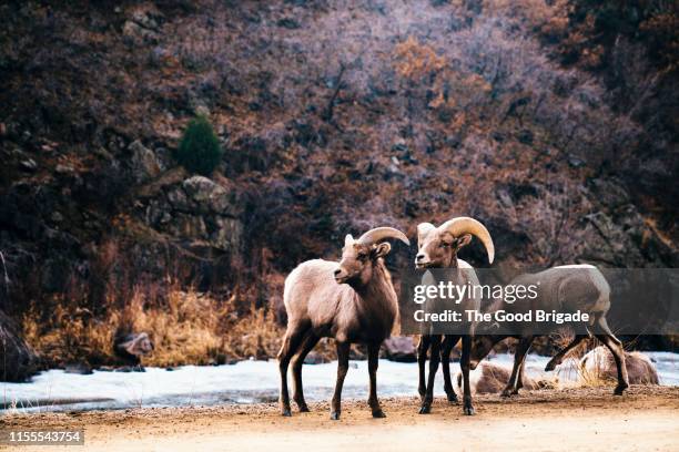 group of bighorn sheep standing by river in rocky mountains - bighorn sheep stockfoto's en -beelden