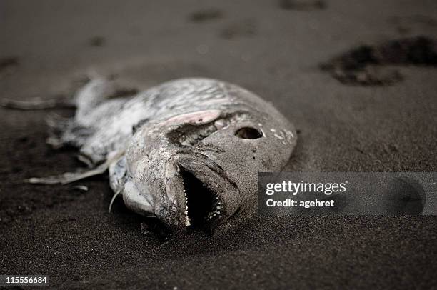 pesce morto - marcio foto e immagini stock