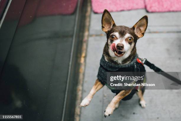 jumping chihuahua - dog coat stock pictures, royalty-free photos & images