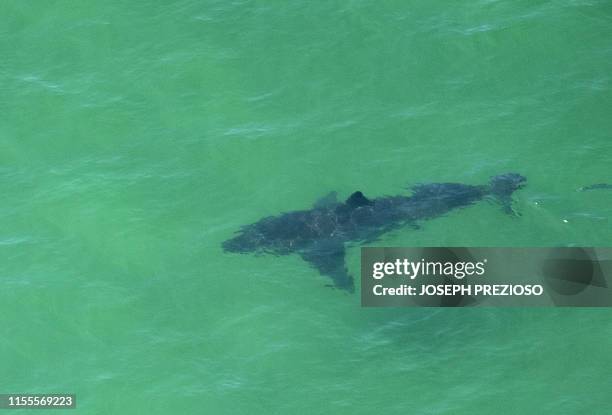 Great White Shark swims off the shore of Cape Cod, Massachusetts on July 13, 2019. - Three Cape Cod beaches were temporarily closed to swimming on...