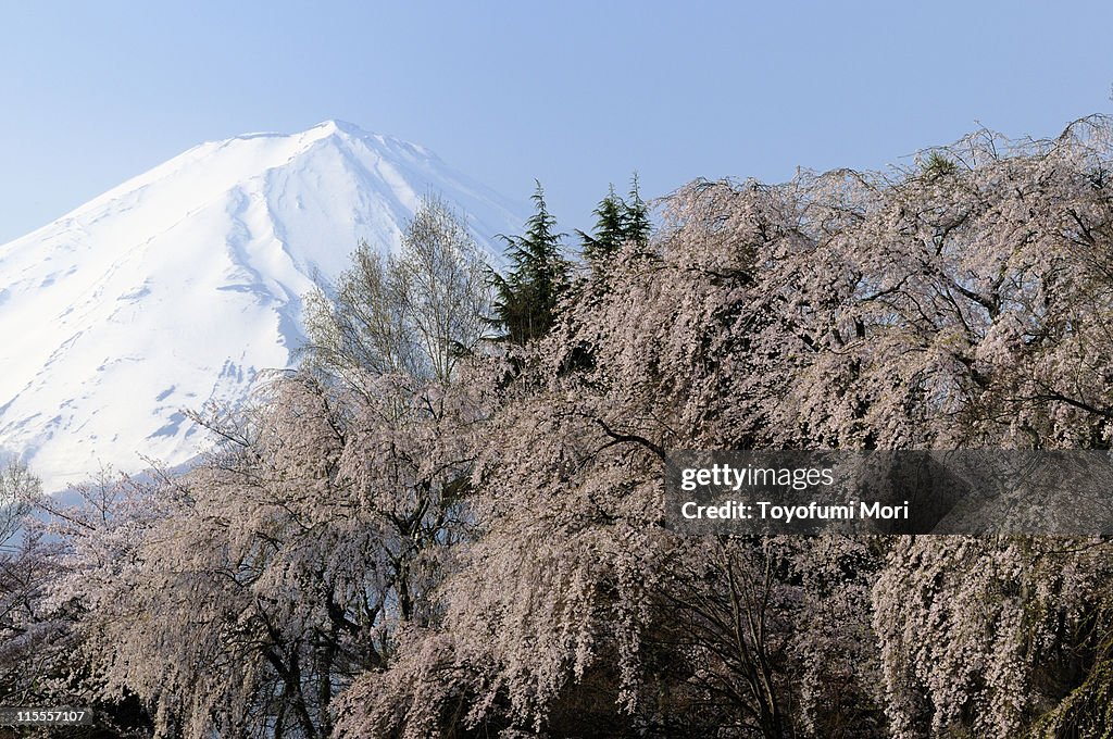 Mt.Fuji & Drooping Cherry Trees in Blossom