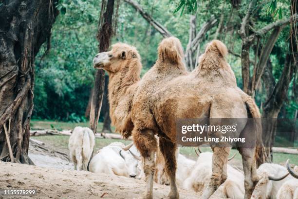 brown camel - camello dromedario fotografías e imágenes de stock