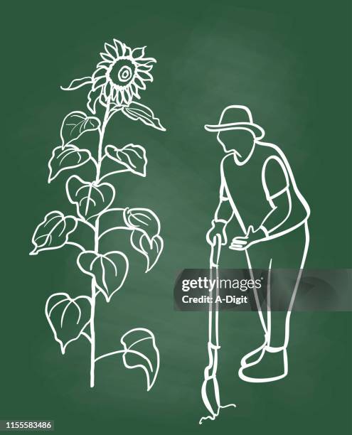 sunflower gardener chalkboard - flowers chalk drawings stock illustrations