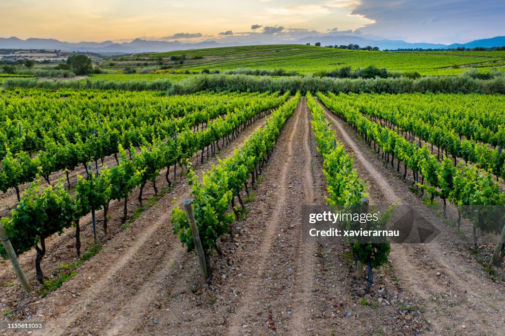 Vineyard Sunset