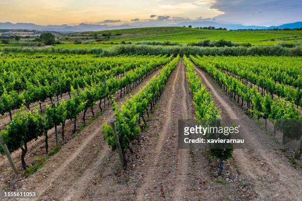 vineyard sunset - catalonia fotografías e imágenes de stock