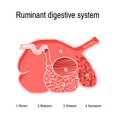 ruminant digestive system. four compartments of Ruminants' stomach