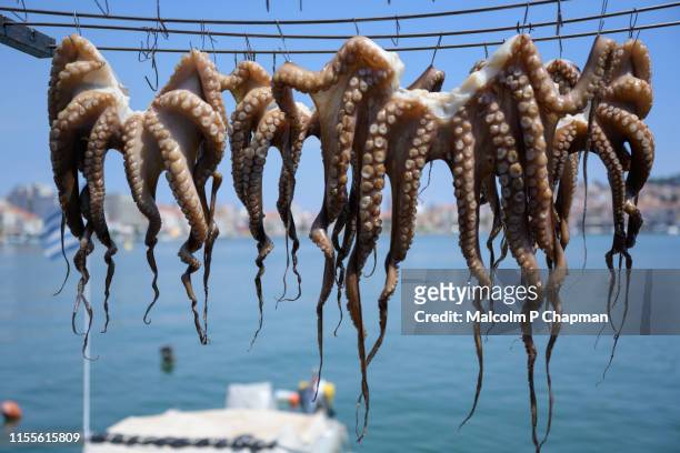 octopus drying in sun at mytilene harbour, lesvos, greece - lesbos stockfoto's en -beelden