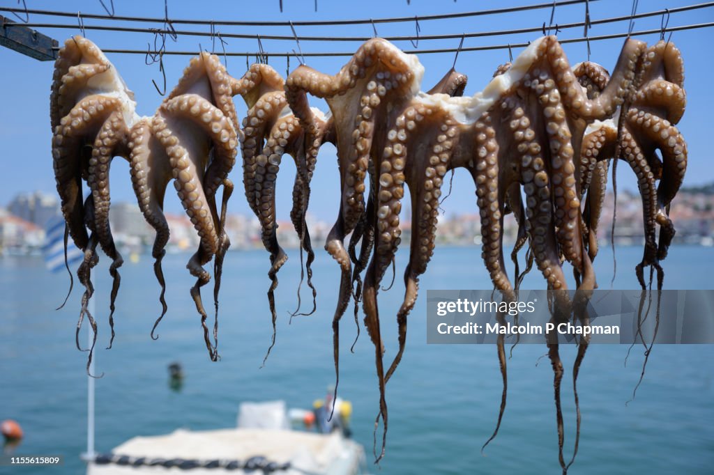 Octopus drying in sun at Mytilene harbour, Lesvos, Greece