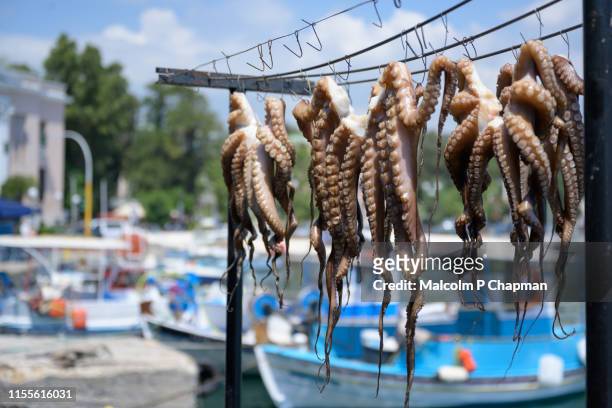octopus drying in sun at mytilene harbour, lesvos, greece - lesbos stock-fotos und bilder