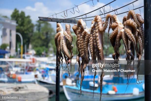 octopus drying in sun at mytilene harbour, lesvos, greece - greek food stock pictures, royalty-free photos & images