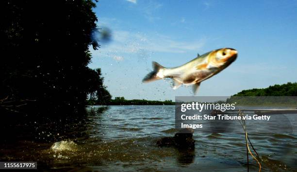 Carp Jump 14 Jumping Silver Carp Stock Photos, High-Res Pictures, and Images ...
