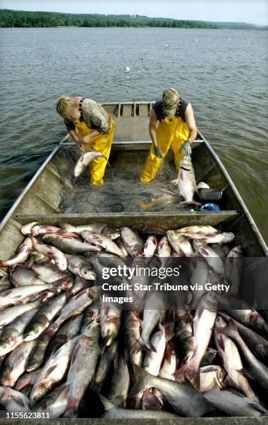 Marlin Levison - Strib 05/21/04 -Fishermen Orion Briney and Jeremy Fisher use trammel nets to haul in black Asian bighead carp from the Illinois...