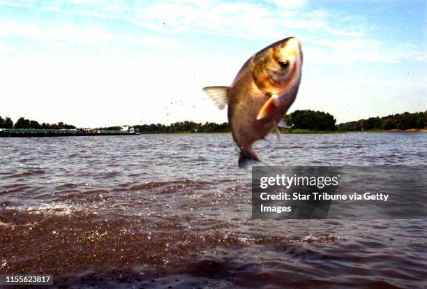 Carp Jump 325 Invasive Carp Stock Photos, High-Res Pictures, and Images - Getty ...