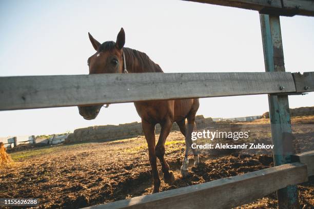 brown horse in a fenced pen on the farm, over the fence, looking into the camera. young curious mare on a sunny day. - kastanienfarben stock-fotos und bilder