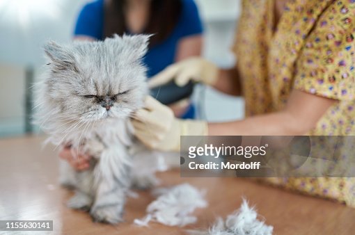 52 Persian Cat Grooming Photos and Premium High Res Pictures - Getty Images