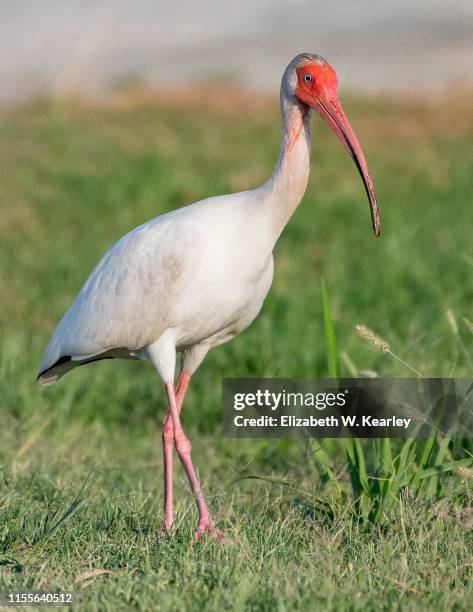 Ibis Example 12,019 Ibis Stock Photos, High-Res Pictures, and Images - Getty Images