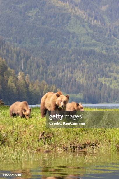 grizzly bear mother and cubs in a grassy meadow - british columbia stock pictures, royalty-free photos & images