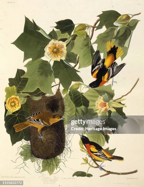 The Baltimore oriole. From "The Birds of America", 1827-1838. Private Collection. Artist Audubon, John James .