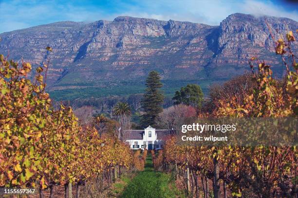 herdade holandesa do cabo e opinião larga da propriedade do vinho nos vinhedos - constantia - fotografias e filmes do acervo