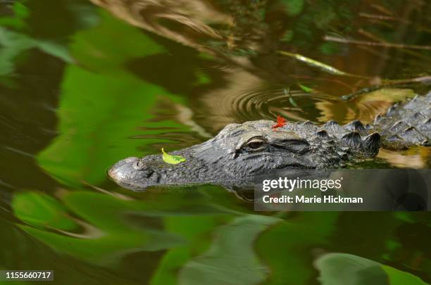 close up of an alligator with a green leaf and red-winged insect on it's head. - boynton beach stock pictures, royalty-free photos & images