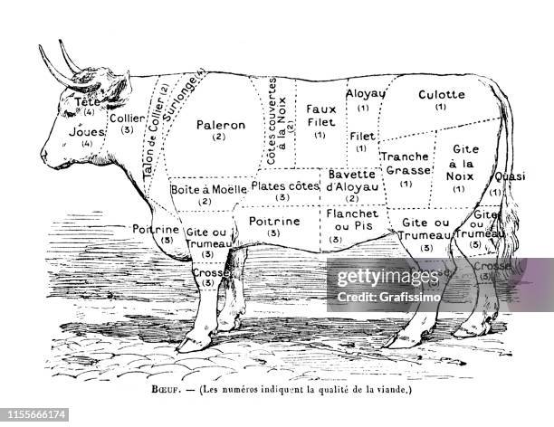 cow with description of meat for the butcher in french - butcher stock illustrations