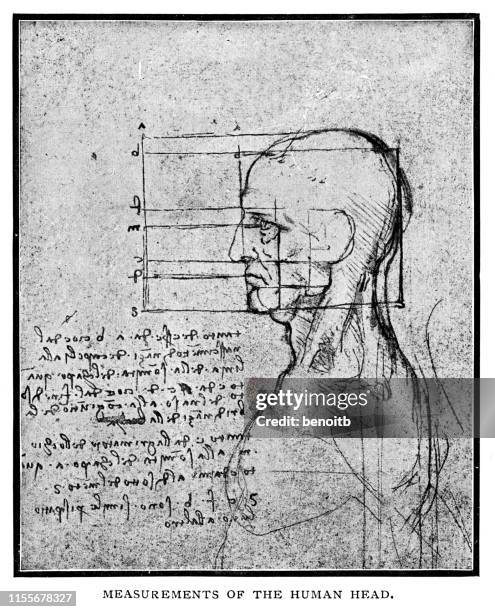 ilustraciones, imágenes clip art, dibujos animados e iconos de stock de las mediciones de la cabeza humana por leonardo da vinci - leonardo da vinci