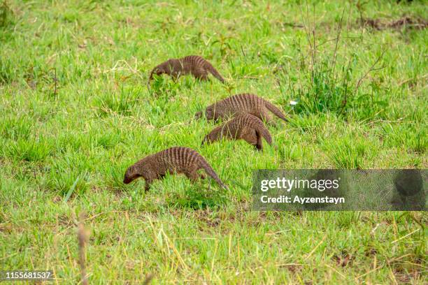 Mongoose Digging 55 Meerkat Dig Stock Photos, High-Res Pictures, and Images - Getty Images
