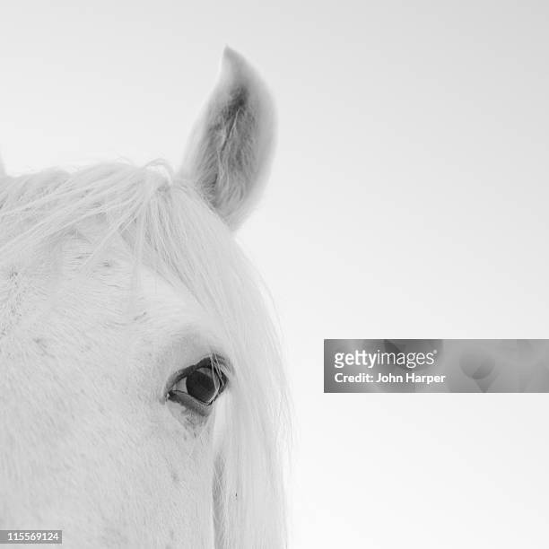 close up of white horse - white horse 個照片及圖片檔