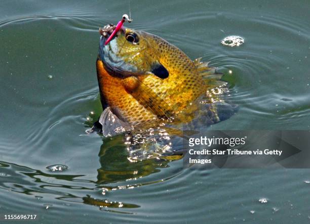 The broad category of sunfish and bluegills commonly referred to as "sunnies'' not only provide great eating, but great sport, also.