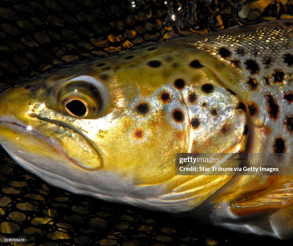A brown trout that was fooled by a Pheasant Tail nymph. News Photo