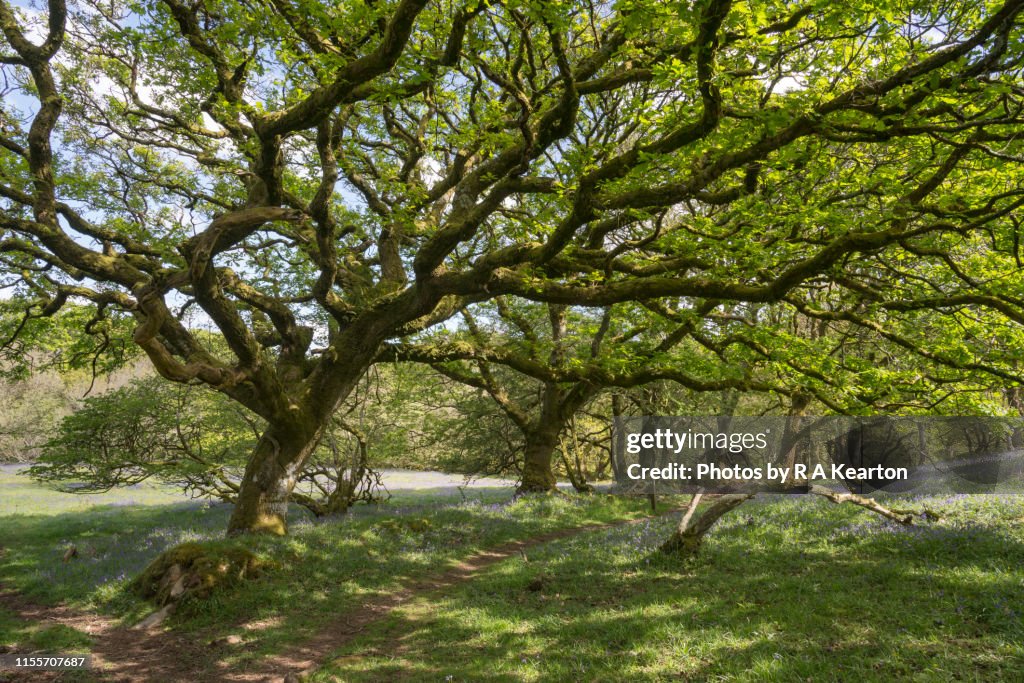 Ty Canol nature reserve, Pembrokeshire, Wales