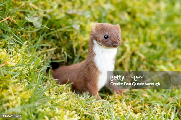 stoat or short-tailed weasel (mustela erminea) - ermine stock pictures, royalty-free photos & images