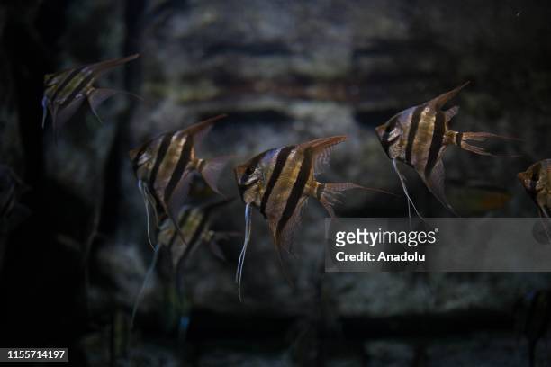 Angelfish are seen at Colombia, Country of water Exhibition in Medellin, Colombia, July 13, 2019. A flooded Amazon rainforest reveals hidden...