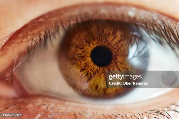 eyes macro shoots - macro eye stock pictures, royalty-free photos & images