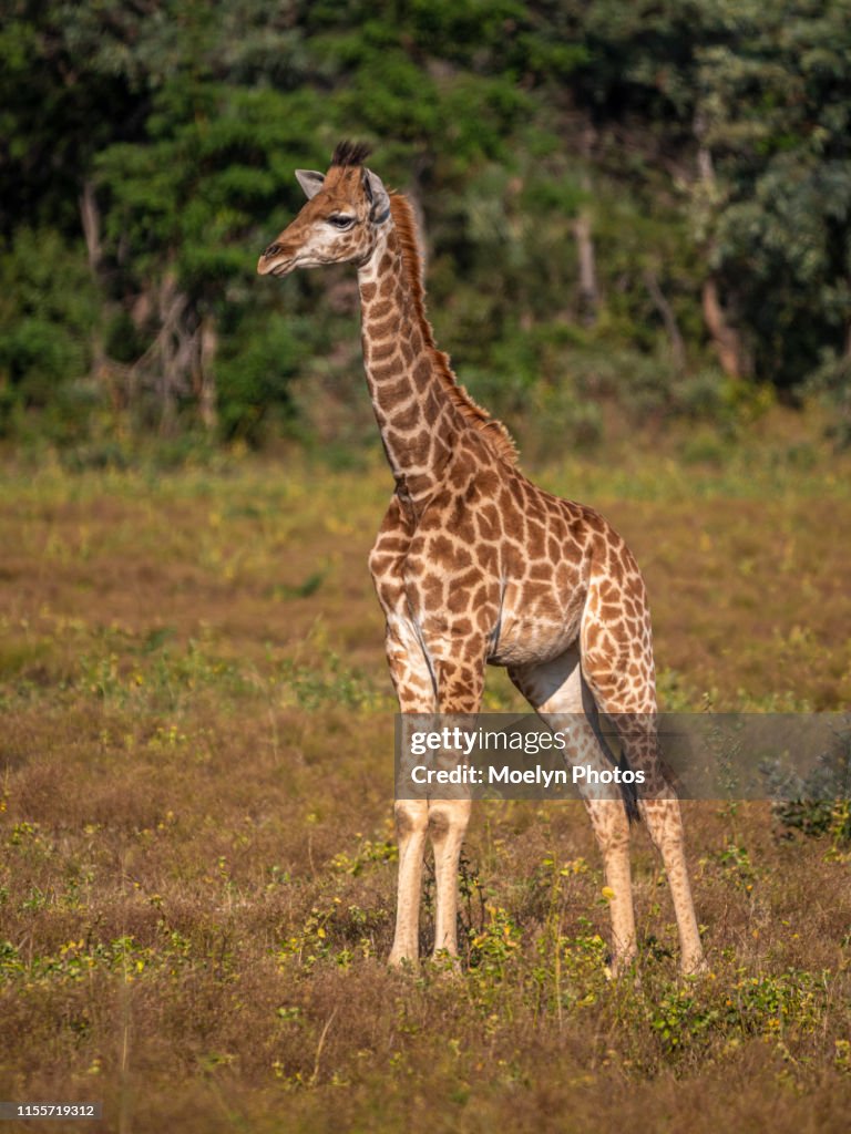 Baby Giraffe