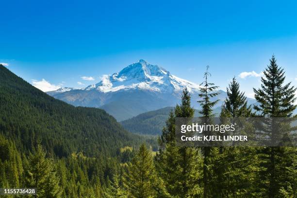 mount hood with pine trees - clear sky mountain stock pictures, royalty-free photos & images