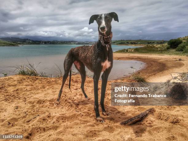 dog on the beach - perro de caza fotografías e imágenes de stock