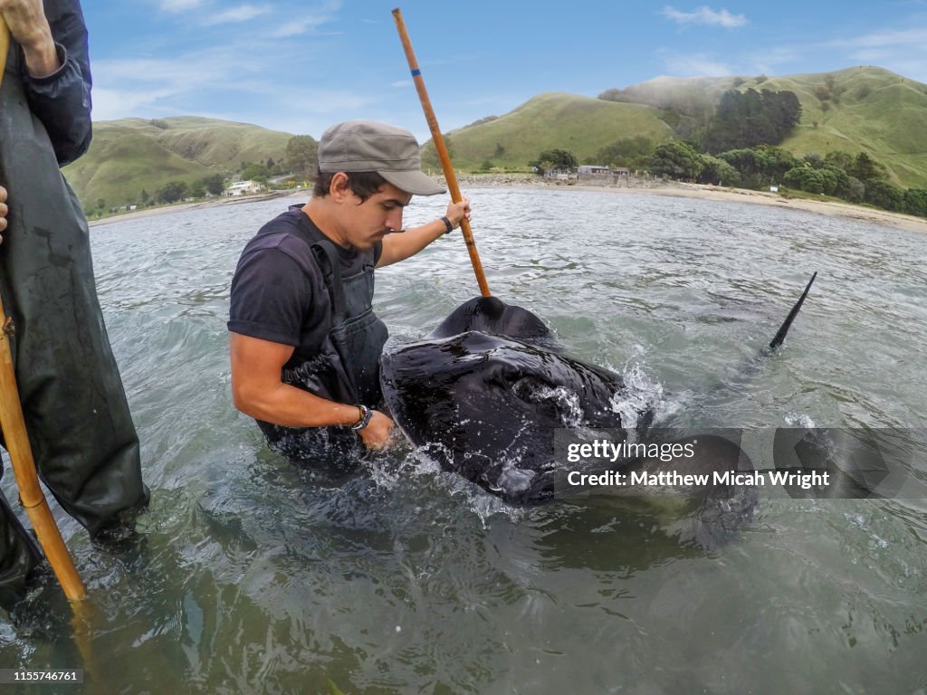 Travelers wade into the ocean to hand feed large wild stingrays in Gisborn, New Zealand.