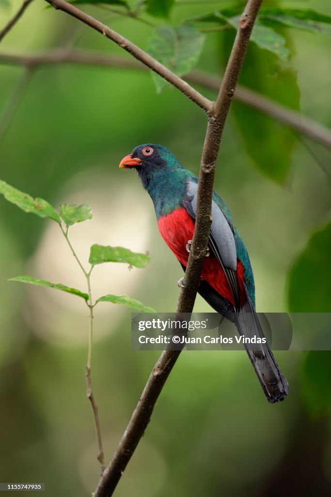 Slaty-tailed Trogon