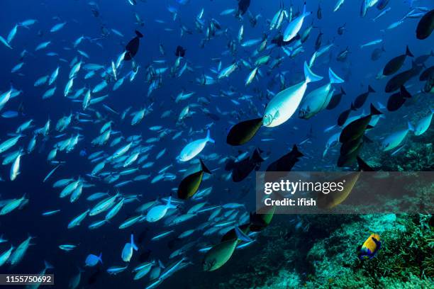 surgeonfish y fusiliers, más peces que el agua! raja ampat, indonesia - euxiphipops navarchus fotografías e imágenes de stock