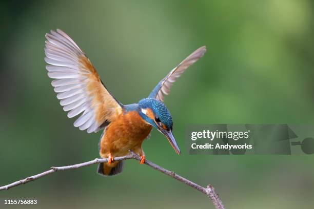 female common kingfisher balancing - common kingfisher stock pictures, royalty-free photos & images