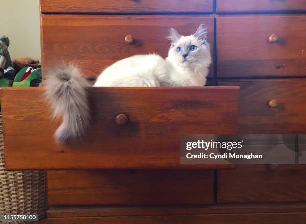 white ragdoll kitten in a dresser drawer - fourniture de bureau fotografías e imágenes de stock